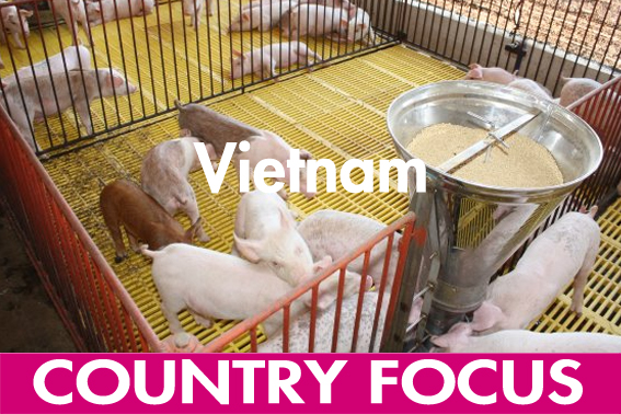The seductive promise of Vietnam s pork sector