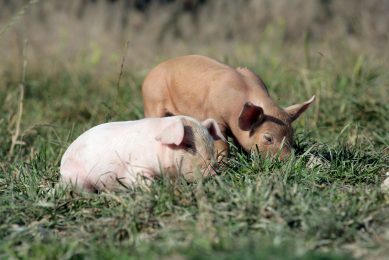 Danish test grass as protein source for pigs. Photo: Henk Riswick