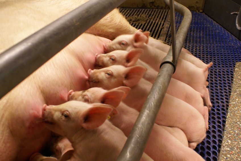 Supporting piglet liveability has long term gains. Photo: Cargill Animal Nutrition