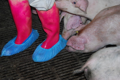 Sampling by walking: The socks will be ( analysed after having visited the batch. <em>Photo: Ken Steen Pedersen</em>