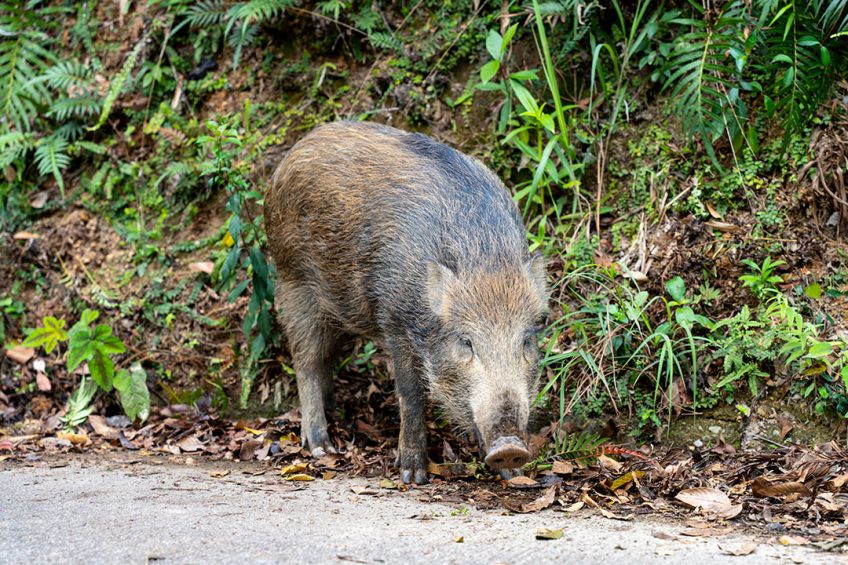 A wild boar caught on camera in Hong Kong. - Photo: Shutterstock