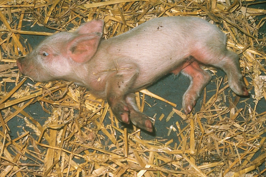 A piglet with nervous breakdown   a typical clinical sign for Aujeszky s disease.
