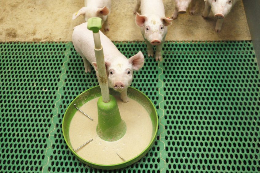 Overcoming weaning stress in pigs. Photo: Kastermans Studio