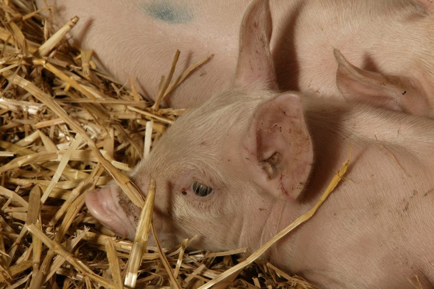 Adding straw to a pen formed part of a positive experience for the trials pigs. This picture was not taken during the research. Photo: Henk Riswick