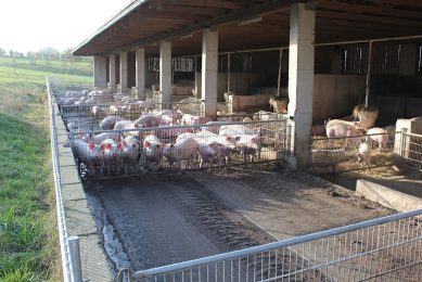 Organic production is less efficient than conventional production mainly because of the diets and genetics used. However some of the technology used in the facilities should be explored by conventional farms because it allows less use of antimicrobials. Photo: Edgar Garcia Manzanilla