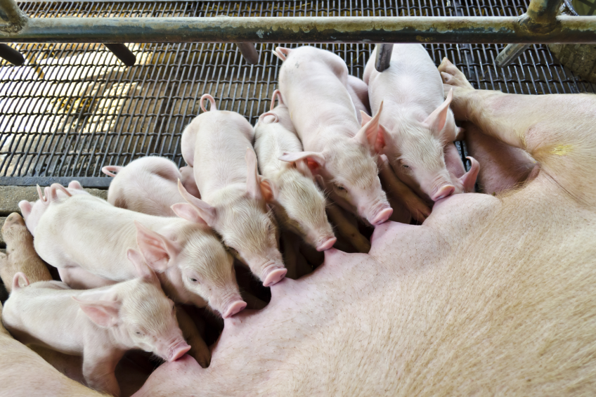 Each litter produced by a sow represents a new parity and opportunity for profit. Nutrition is essential in helping sows meet the goal of 5.5 parities. [Photo: Yongkiet
