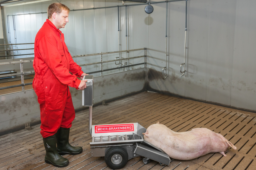 Hygienic transport vehicle for dead pigs
