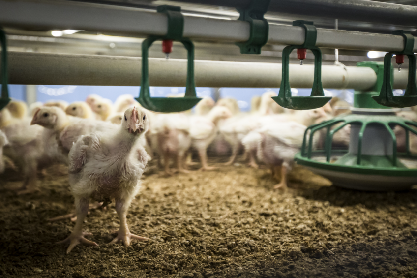 Supporting poultry gut health with essential oils. Photo: Bertil van Beek