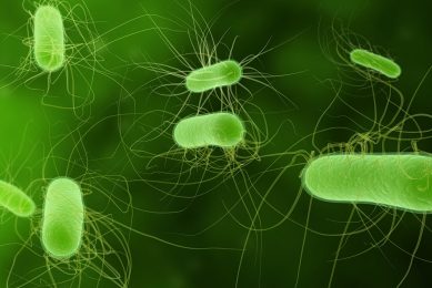 E. coli bacteria. Illustration: Dreamstime