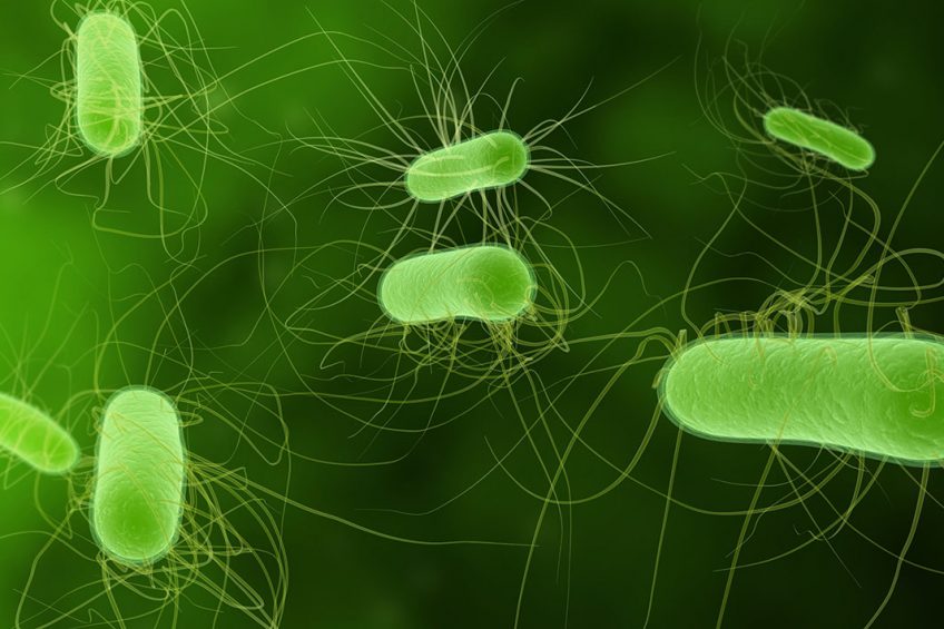 E. coli bacteria. Illustration: Dreamstime