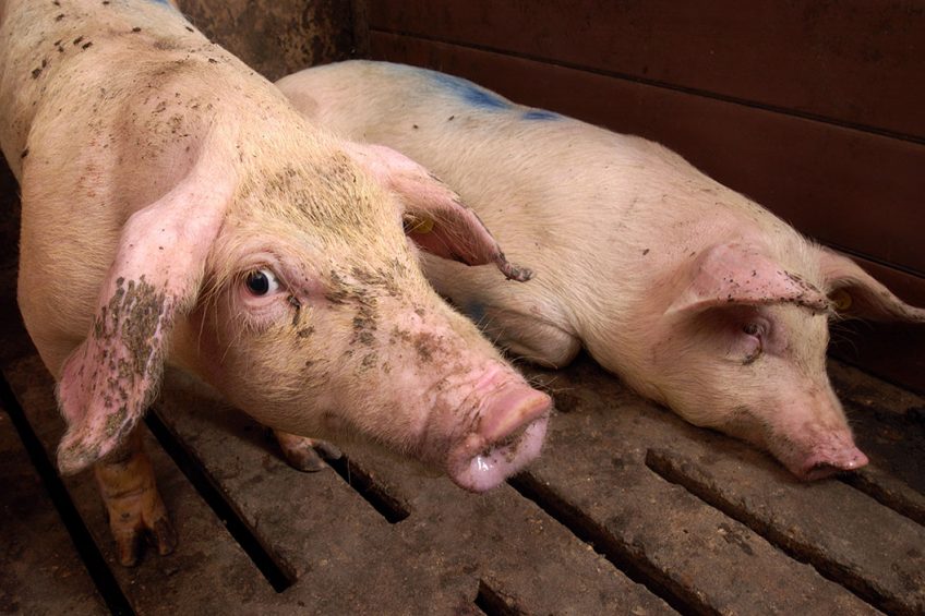 Of the 4 varieties of Porcine Circovirus, type 2 has proven to be the biggest problem. Without vaccination, in piglets it causes them to get thinner and get fever. The disease comes with runts and mortality. Photo: Ruben Keestra