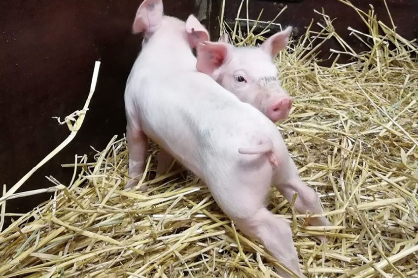 SRY-KO pigs are pigs whose SRY gene has been knocked out. - Photo: FLI
