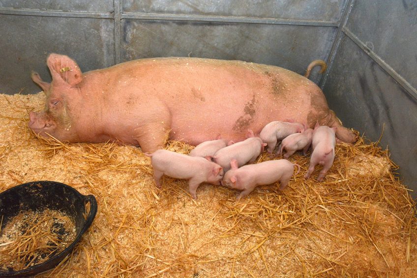Loose sows in farrowing will be the future in Iceland. Photo: Chris McCullough