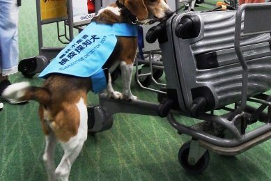 A sniffer dog at work at an airport in Japan. Photo: PR Newswire