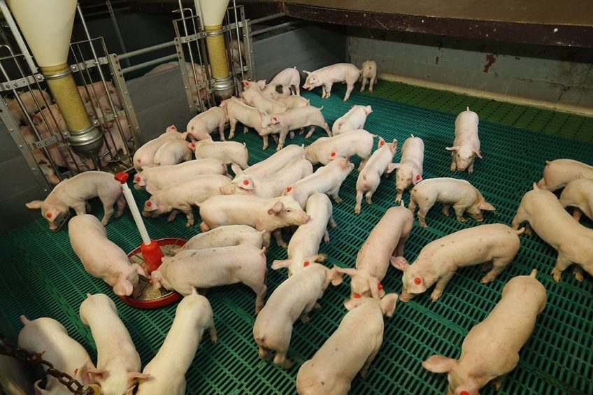 Young pigs are especially prone to enteric disorders after weaning. Photo: Henk Riswick