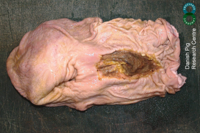 Gastric ulcers in pigs: A challenge for Denmark