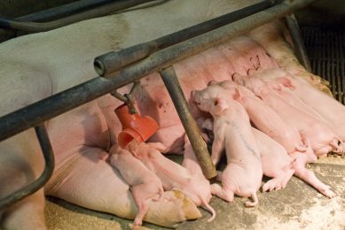 Adjusting sow nutrition in key stages of transition. Photo: Bart Nijs