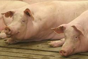 British pig genetics win awards in Spain