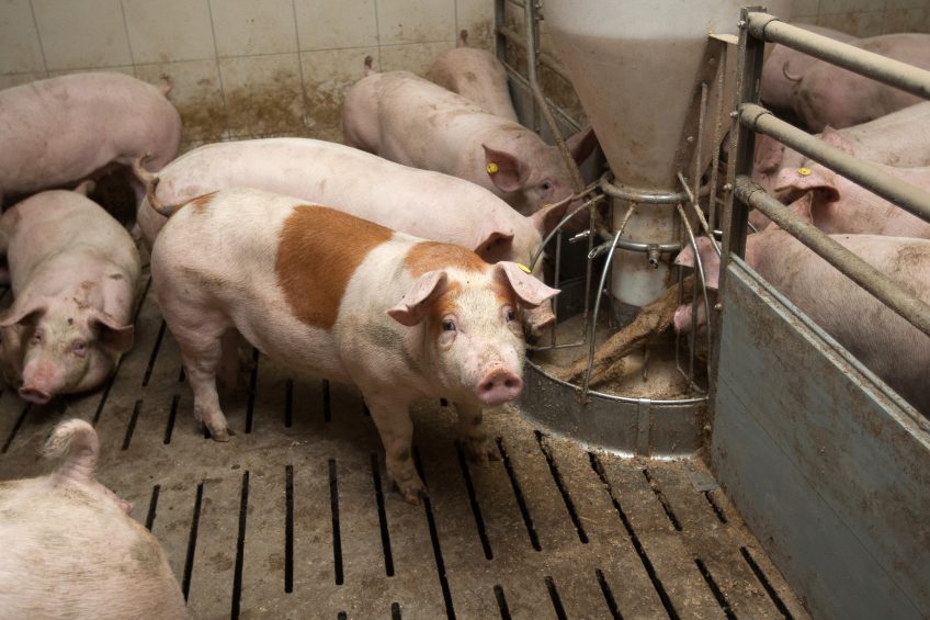 Supporting fat digestion in weaned piglets. Photo: Ronald Hissink