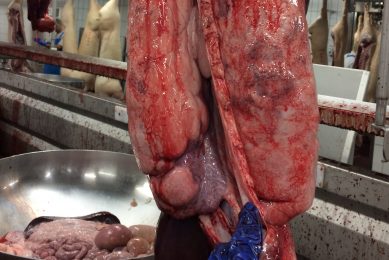 Dorso-caudal pleurisy in lungs on the slaughter line. Photo: Ceva Animal Health