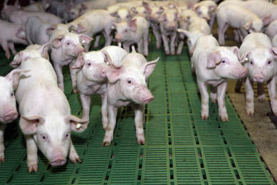 Natural growth promoters can positively change piglets' micro-ecological environment.