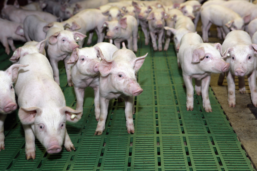 Natural growth promoters can positively change piglets' micro-ecological environment.
