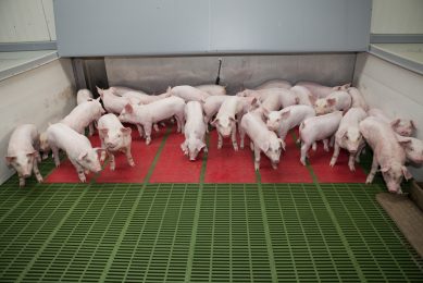 Irish farmers call on pork processors to stop price cuts. Photo: Irish Farmers Journal