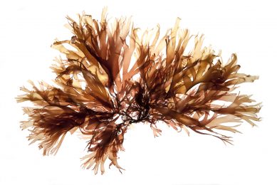 Palmaria palmata, a red algae that grows on the northern coasts of the Atlantic Ocean. Photo: Olmix