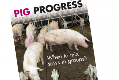Pig Progress 9: Mixing sows & breeding focus