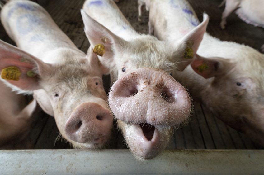 Pigs may form social preferences in the pig house.