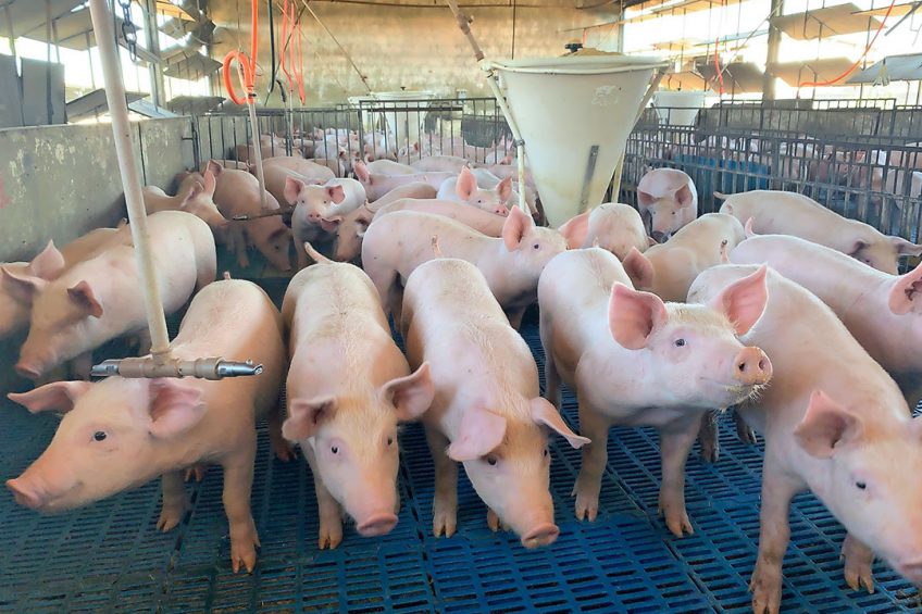 Pigs on a farm in Bahia state. Photo: Daniel Azevedo