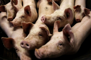 Netherlands allowed to export pig feet to China