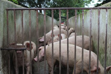 ASF Vietnam: virus in 10 new provinces; culls go to 1.6m. Photo: Vincent ter Beek