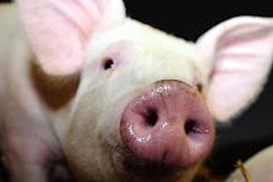 Australia: Pig Day, Southern Pork Alliance launched