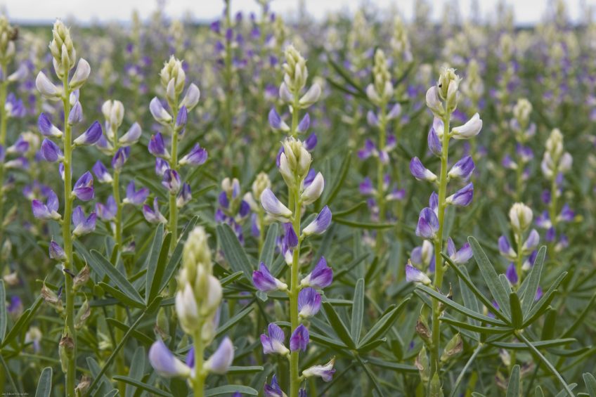 Growing legumes could be an alternative for soybeans. Photo: Jan Sibon