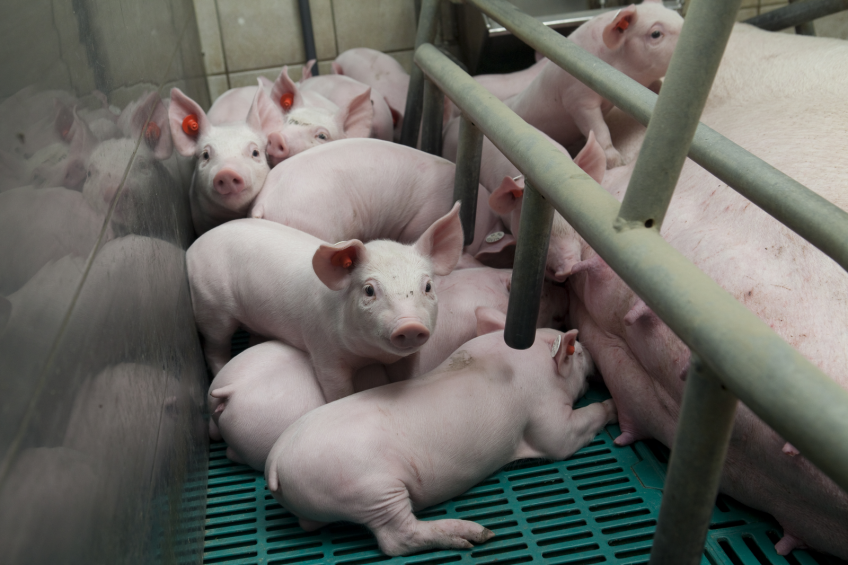 Intermittent suckling leads to piglets being older and heavier at weaning. This picture is not related to the research. <em>Photo: Source: Koos Groenewold</em>