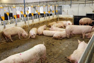 The Danish pig industry was faced with a new challenge this summer. The pictured farm was not affected. Photo: Henk Riswick
