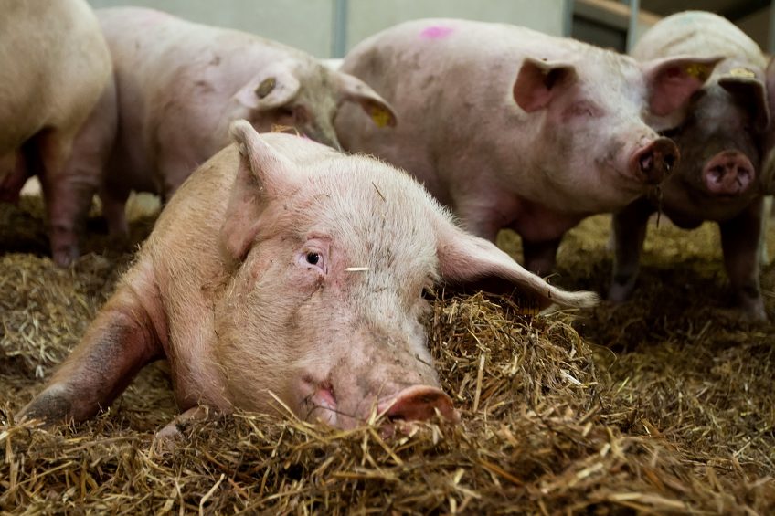 Sows on a straw bedding. The picture is not related to the research in the article. Photo: Ronald Hissink