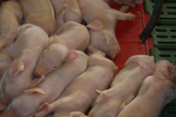 BPEX: How to improve piglet quality