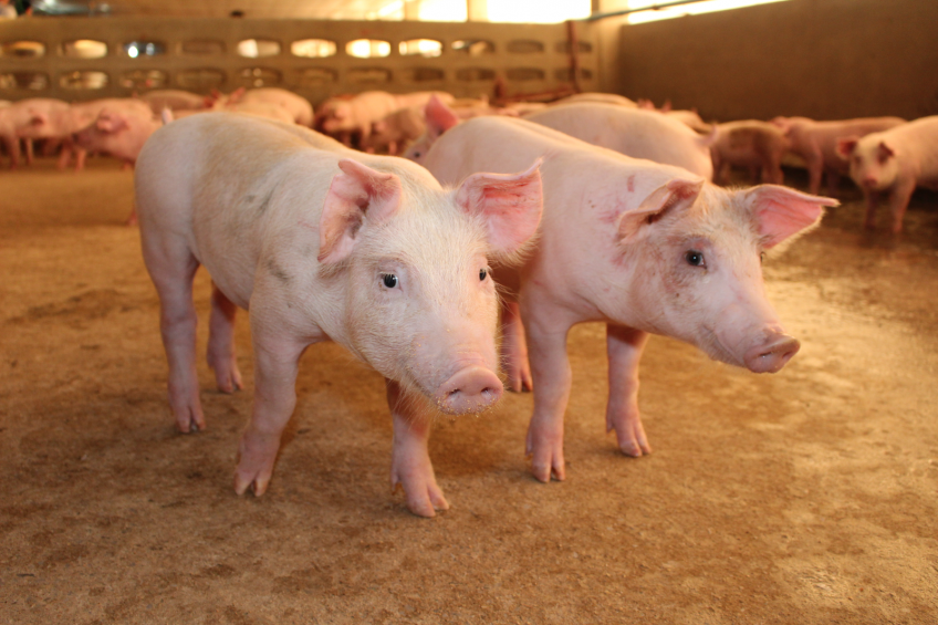 Plectasin: an alternative for antibiotics in pigs?