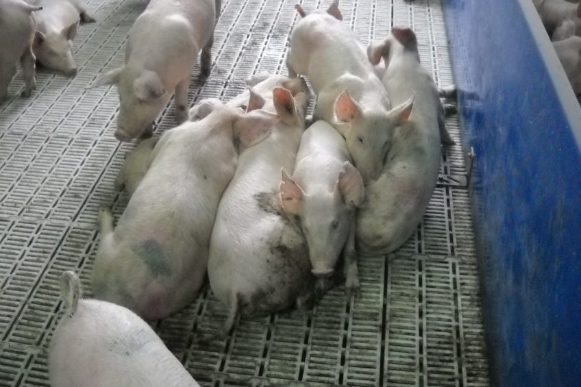 Kazakhstan builds new pig genetics centre, to stop crisis.  Dr Friedrich Wilhelm Busse