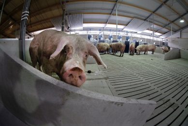 A curious gestating sow in group housing on a farm in the Netherlands. Photo: Hans Prinsen