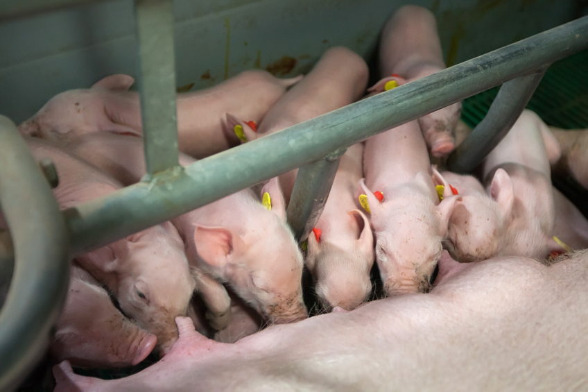 Healthier piglets by tailoring sow’s diet