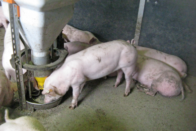 An ear chipped pig eating at a sensor-equipped hopper. The sensor is the circular device surrounding the hopper, just above the pig s head. <br />[Photo: Jarissa Maselyne]