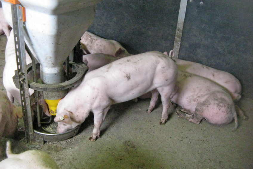 An ear chipped pig eating at a sensor-equipped hopper. The sensor is the circular device surrounding the hopper, just above the pig s head. <br />[Photo: Jarissa Maselyne]