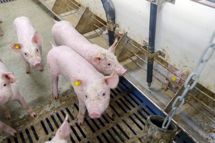 Pigs have been observed to remain healthy during trials when fed diets containing porcine liquid feed are inoculated with ASF virus. The pigs in this picture are not related to the trial. - Photo: Bert Jansen