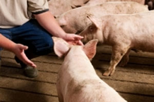 Belgian pig farmers face an unsettled Christmas