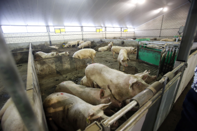 Keeping sows in groups, like on this farm in Europe,  will be standard in Canada as well under the new Pig Code of Practice.