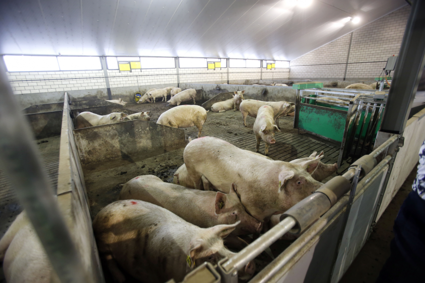 Keeping sows in groups, like on this farm in Europe,  will be standard in Canada as well under the new Pig Code of Practice.