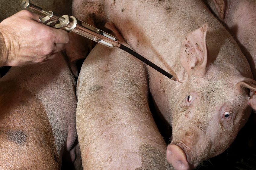 This pig   not part of the study   receives antibiotics through an injection. Photo: Hans Prinsen